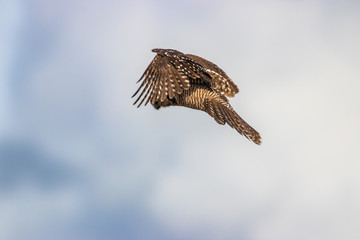 Northern Hawk Owl shot by Hagen Pflueger Photography. 24 Megapixel / 300dpi