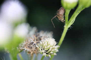 Spider on plant stalk with flowers