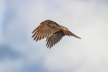 Fototapeta na wymiar Northern Hawk Owl shot by Hagen Pflueger Photography. 24 Megapixel / 300dpi
