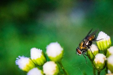 Fly on flower