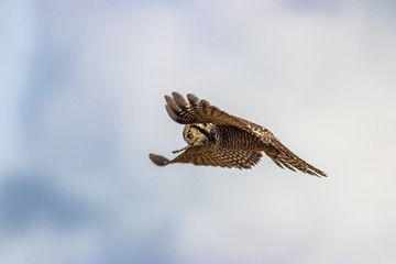 Northern Hawk Owl shot by Hagen Pflueger Photography. 24 Megapixel / 300dpi