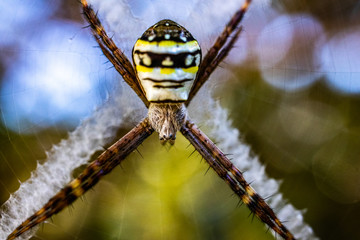 Spider in web