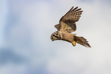 Northern Hawk Owl shot by Hagen Pflueger Photography. 24 Megapixel / 300dpi