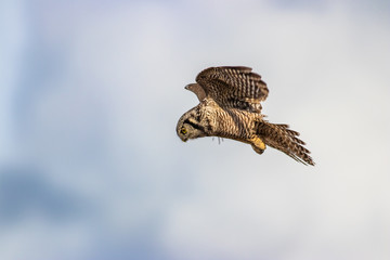 Northern Hawk Owl shot by Hagen Pflueger Photography. 24 Megapixel / 300dpi