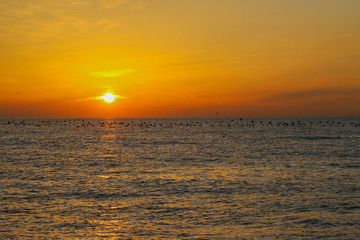 beautiful dawn on the sea, flight of ducks over the sea, ducks fly at dawn over the sea.