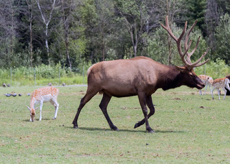 Barasingha Rucervus Duvaucelii or Swamp Deer in Hamilton Safari, Ontario, Canada