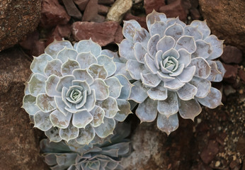 Succulents