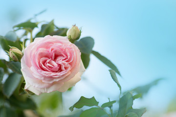 Pink and white roses bloom in a tropical garden. Pink rose with green in colorful garden background.