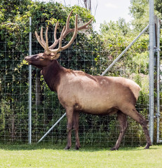 Barasingha Rucervus Duvaucelii or Swamp Deer in Hamilton Safari, Ontario, Canada