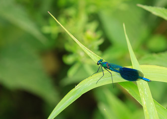 dragonfly on green leaf