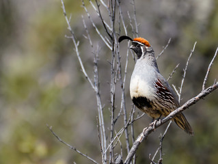 A male Gambel's Quail sits high on a leafless tree to call for a mate.