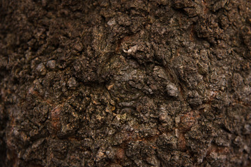 Tree bark with beautiful moss