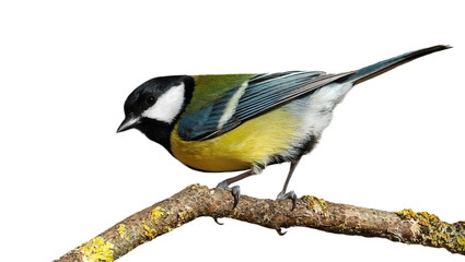 Great tit on branch isolated on white background, Parus major