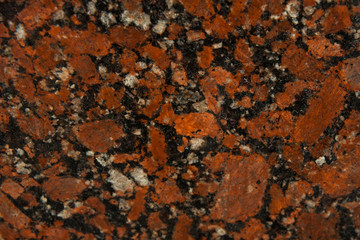 Tree bark with beautiful moss