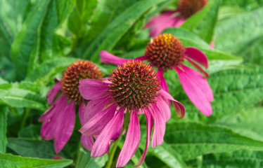 Purple coneflower on a sunny summer day