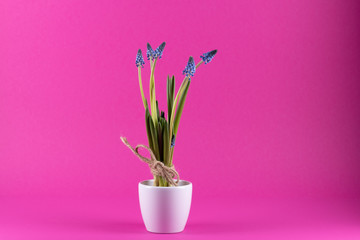 Grape hyacinths in a white flowerpot in front of pink background