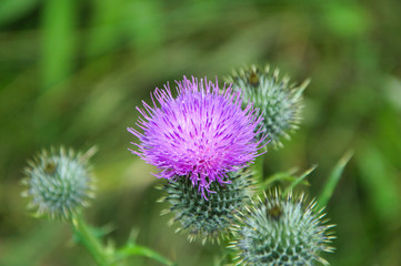 Purple thistle on a sunny summer afternoon