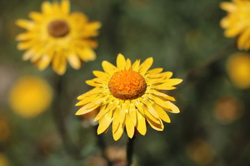 Yellow straw flower Helichrysum, Australia