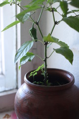 green pepper grows in a clay pot