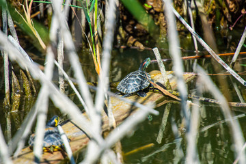 Wild turtle on the lake