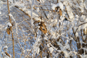 focus on leaf from last year on bushes in winter
