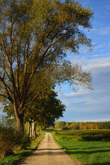 Fototapeta na wymiar Autumn landscape in Bavaria in portrait format with a tree and an avenue on a path with bright colors against a blue sky with clouds