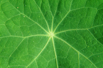 Green leaf texture.