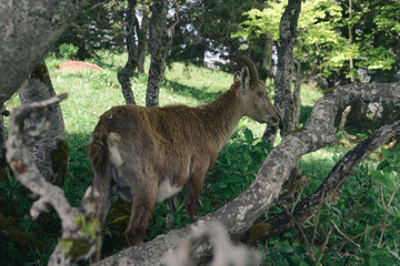 Beautiful young goat in an alpine landscape
