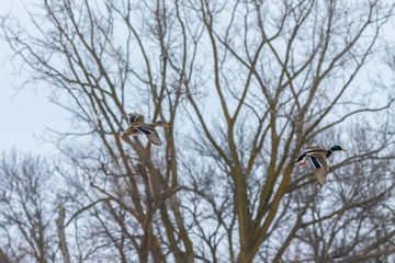 Duck. Mallard duck in flight.Natural scene from wisconsin conservation area.