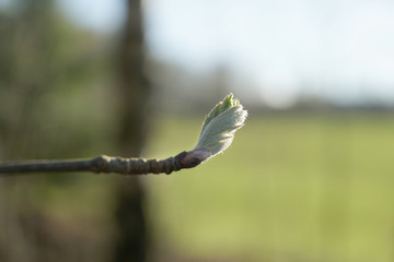 The first spring gentle green leaves.