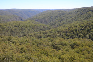 Forrest of Guy Fawkes River National Park, New South Wales Australia