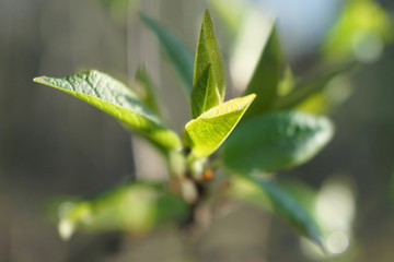 The first spring gentle green leaves.