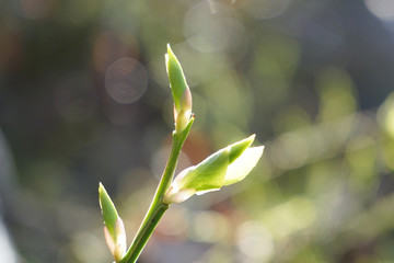 The first spring gentle green leaves.