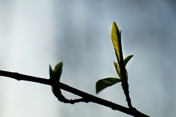 The first spring gentle green leaves.