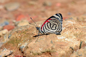 Fototapeta na wymiar Butterfly eighty eight feeding on the dirt floor