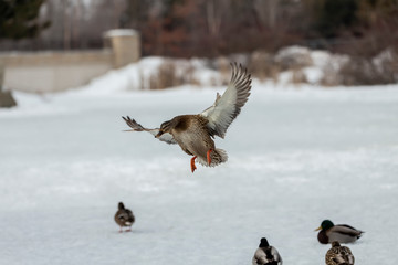Duck. Mallard duck in flight.Natural scene from wisconsin conservation area.