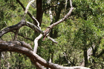  Dacelo novaeguineae in Guy Fawkes River National Park, New South Wales Australia