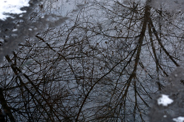 A tree against a cloudy sky and part of the building is reflected in a puddle on the asphalt
