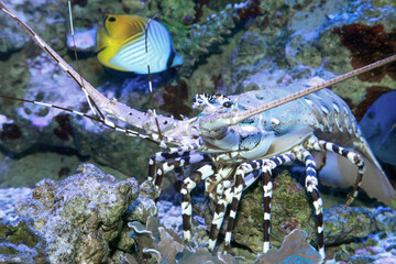 Caribbean spiny lobster  (Panulirus argus)