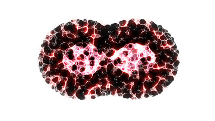 Binary fission cells division motion graphic on white background