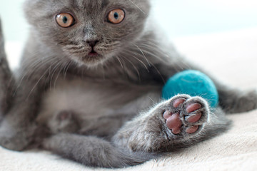 Blue british shorthair kitten is looking funny and curious. Gray cat with a turquoise ball on the bed