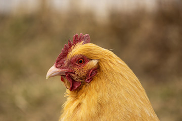 closeup of golden brown chicken on farm