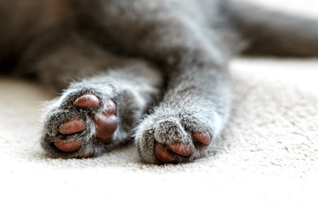 Two paws of blue british shorthair kitten. Hind legs of gray cat is lying on bed