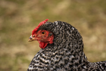 portrait of black white hen
