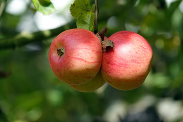 Äpfel an einem Apfelbaum