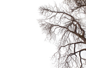 dry tree branch isolated on white background