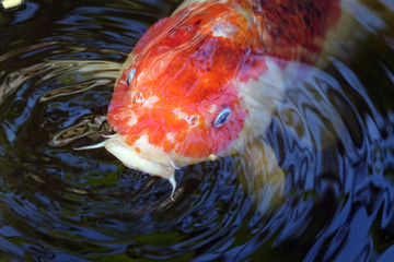Koi
