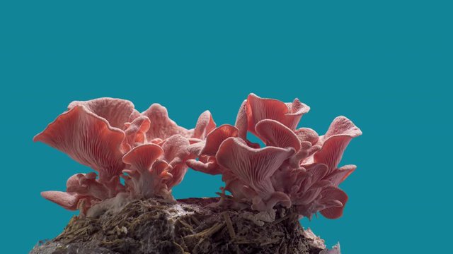 pink oyster mushrooms growing on blue background time lapse in 4 day