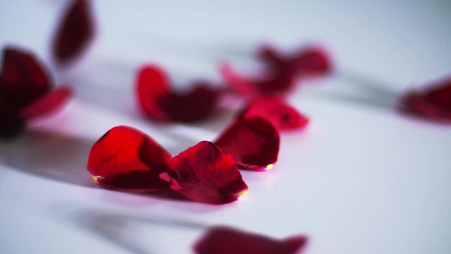 Płatki r&oacute;ż w zwolnionym tempie