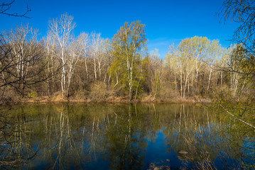 Spring landscape - forest lake in early spring with trees around it, reflecting in blue water on a bright sunny day